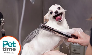 Microblading 9D para cejas