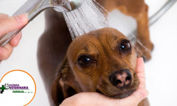 Microblading 9D para cejas