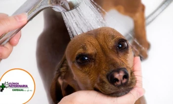 Microblading 9D para cejas