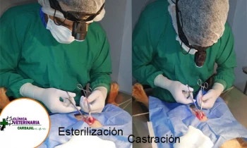 Microblading 9D para cejas