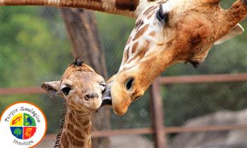 Entrada para niño o adulto al Zoologico de Huachipa y al Acuario