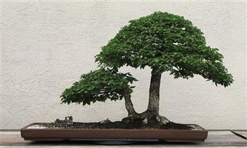 Precioso bonsai de 2 tallos en una maceta 3 modelos a elegir