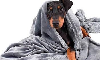 Mantita de felpa para tu mascota ¡Abrigaditos en casa! con Sasa Pets