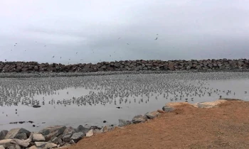 Microblading 9D para cejas