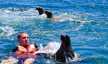 Callao-La Punta Full day en Yate nada con lobos marinos en Islas Palomino