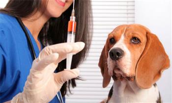 Vacuna Anual para perros desparacitacion Consulta Medica Veterinario