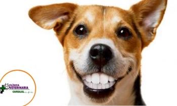 Microblading 9D para cejas