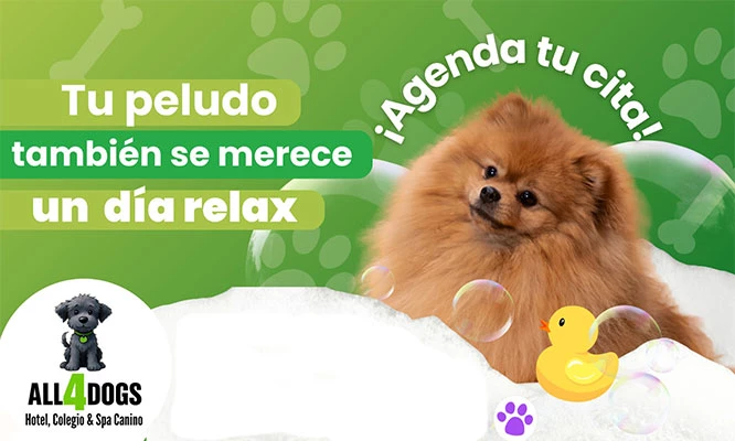 Experiencia spa Premium All4dogs para tu peludo consentido