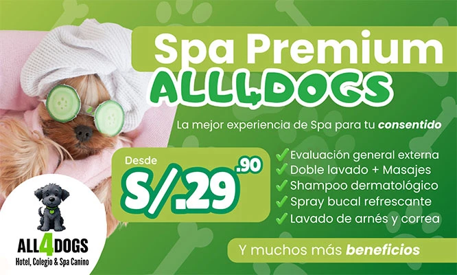 Experiencia spa Premium All4dogs para tu peludo consentido