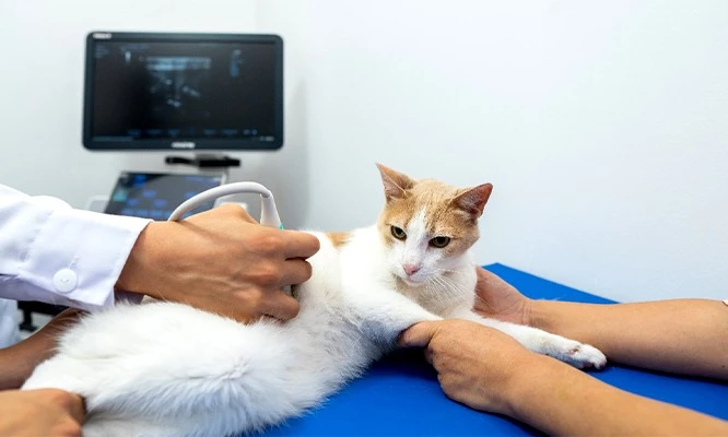 RAYOS X DIGITALIZADOS para tus mascotas en Radiovet