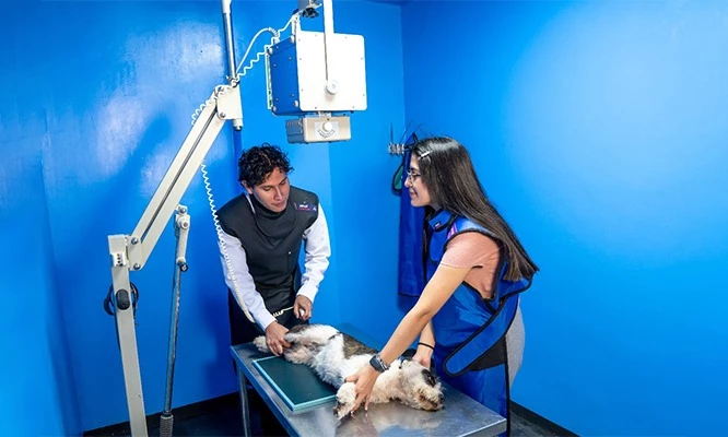 RAYOS X DIGITALIZADOS para tus mascotas en Radiovet
