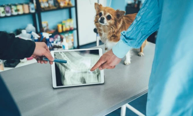 RAYOS X DIGITALIZADOS para tus mascotas en Radiovet