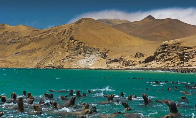 Full day a Paracas e Islas Ballestas + visita a playa Roja, Lagunilla y La Mina