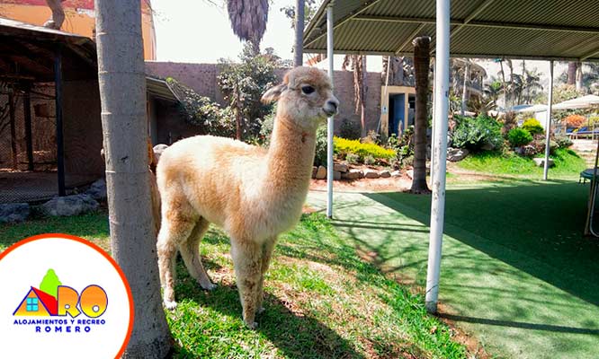 FULL DAY CHOSICA: Piscinas, Mini Zoológico, Campo Deportivo, y más
