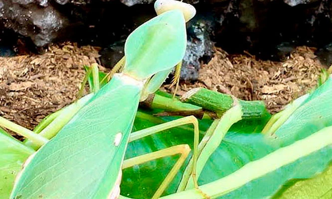 ARTROTHECA Centro de Exhibición de animales Exóticos e Insectos