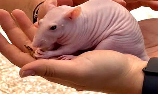 ARTROTHECA Centro de Exhibición de animales Exóticos e Insectos