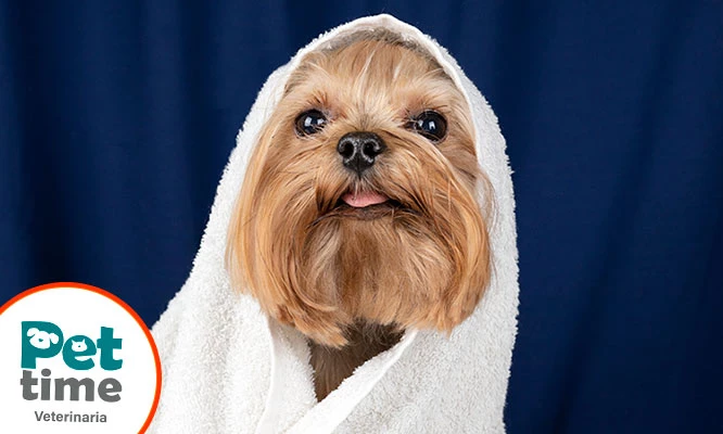 Baño Premium para mascotas de 10, 20, 30 kilos + Regalo