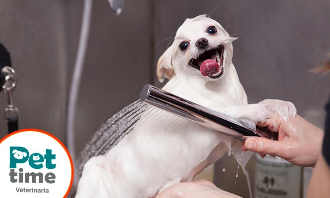 Baño Premium para mascotas de 10, 20, 30 kilos + Regalo