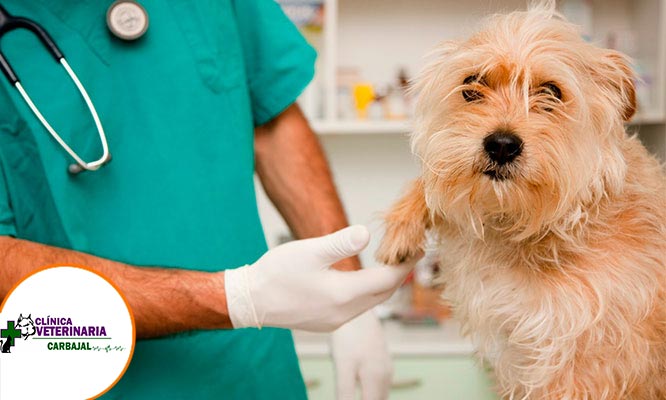 Baño medicado para perros + consulta medica + desparasitación y más