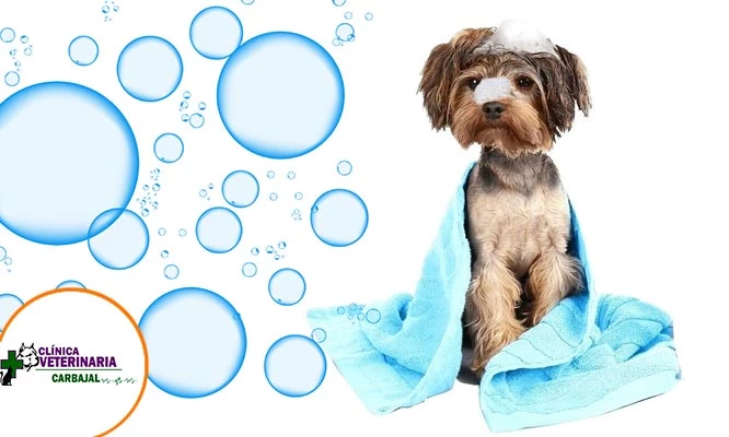 Baño medicado para perros + consulta medica + desparasitación y más