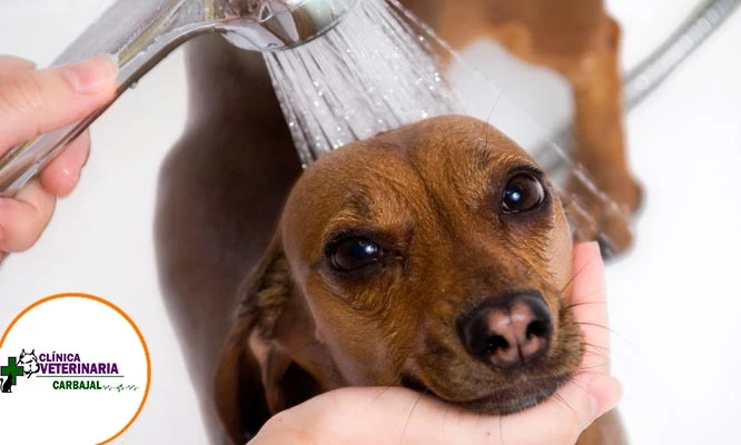 Baño medicado para perros + consulta medica + desparasitación y más