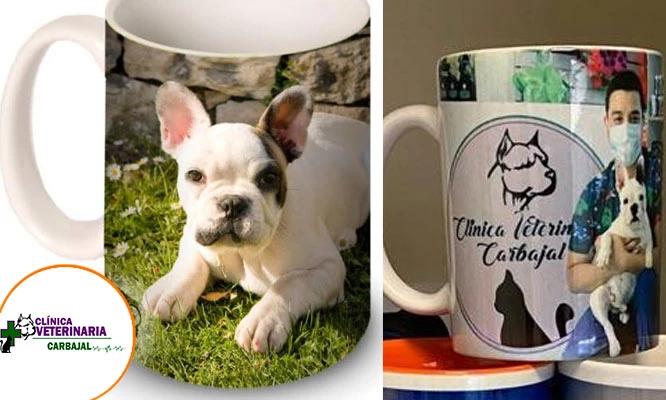 Esterilización para perros y gato