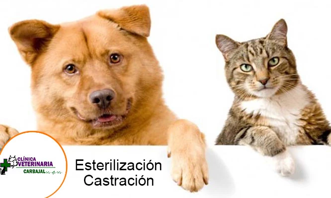 Esterilización para perros y gato