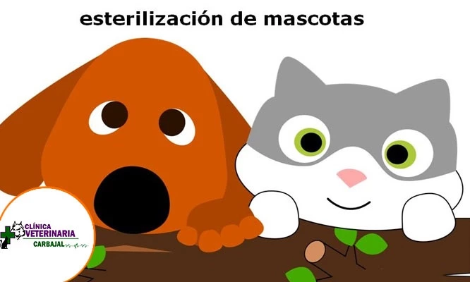Esterilización para perros y gato