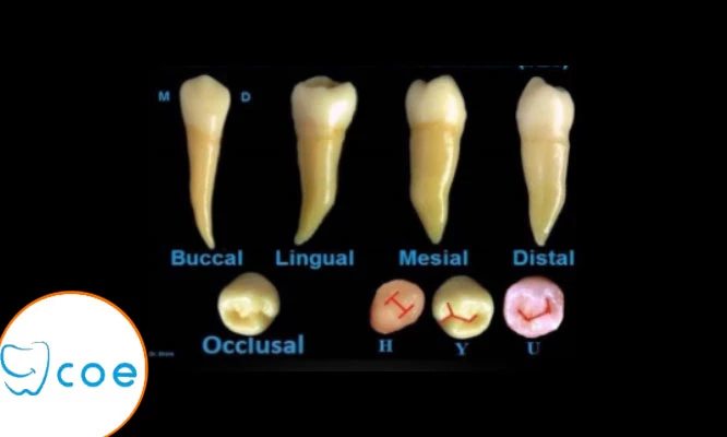 Cambio de amalgama por resinas + fluorización + odontograma y más