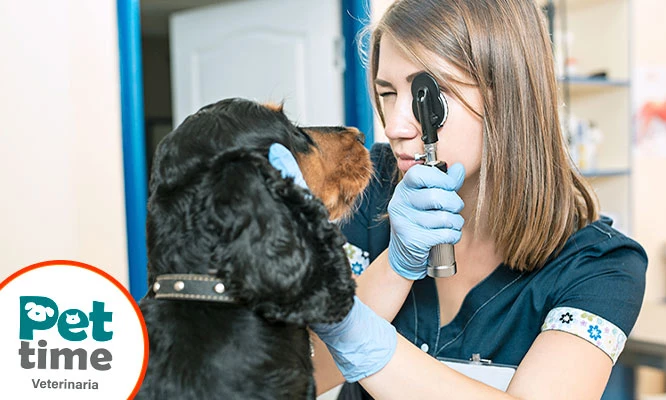 Consulta médica para mascotas en 5 locales a elección con Pet Time Veterinarias.