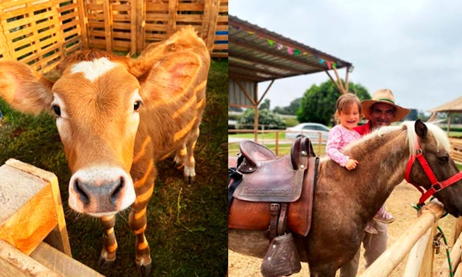 ECOGRANJITA: Diversión para los engreídos en Inflables, paseo a caballo, interacción con animalitos y más.