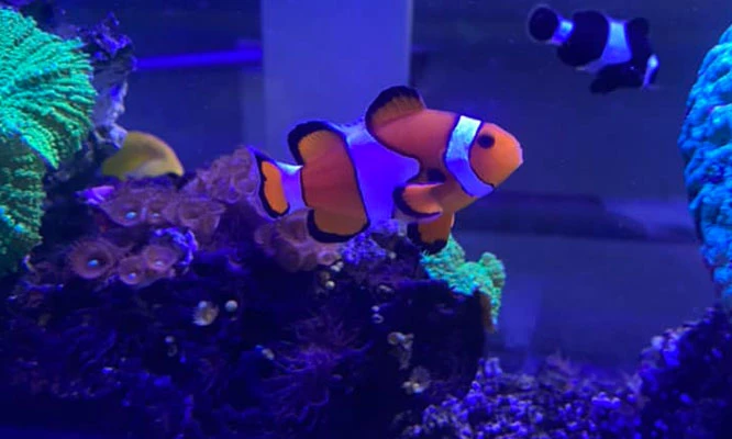 Acuario Nautilus Entrada general COMAS