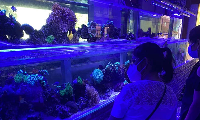 Acuario Nautilus Entrada general COMAS