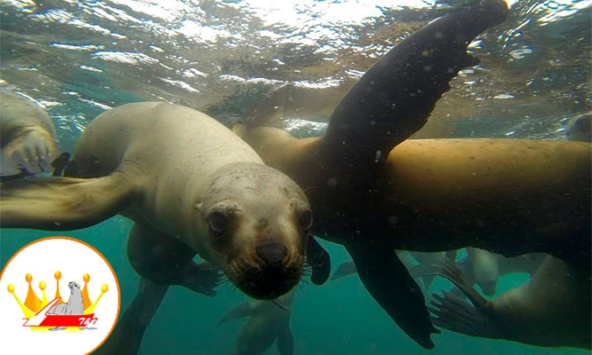 Full day de playa en Yate, nada con lobos marinos en Islas Palomino