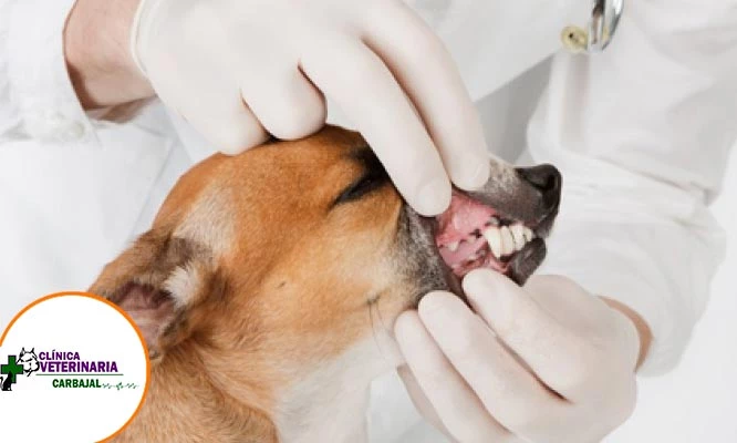 Consulta médica + profilaxis dental con ultrasonido para mascotas