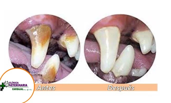Consulta médica + profilaxis dental con ultrasonido para mascotas