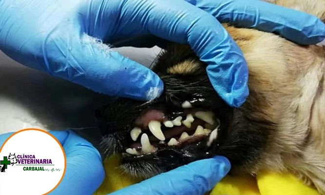 Consulta médica + profilaxis dental con ultrasonido para mascotas