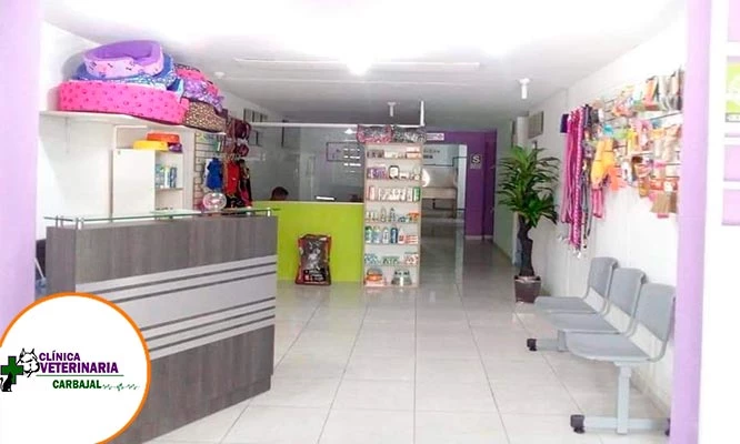 Consulta médica + profilaxis dental con ultrasonido para mascotas