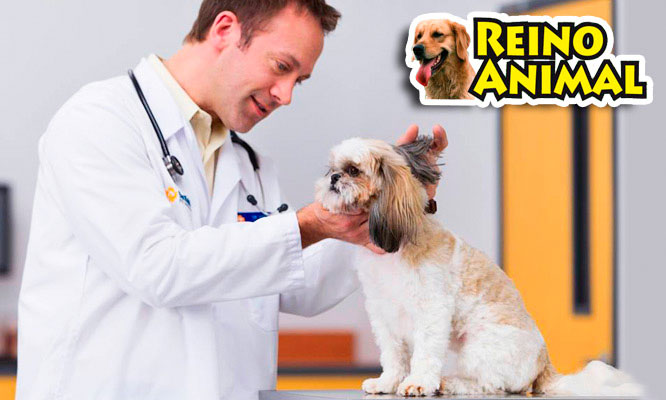 Consulta medica + Baño premium para perros + desparasitación y mas para perros y gatos